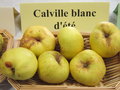 vignette pomme 'Calville Blanc d'Et'