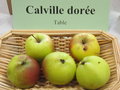 vignette pomme 'Calville Dore'