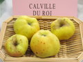 vignette pomme 'Calville du Roi'