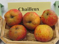 vignette pomme 'Chailleux' = pomme 'De Melesse'