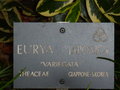 vignette Eurya japonica 'Variegata'