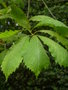 vignette Quercus glandulifera