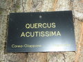 vignette Quercus acutissima