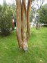 vignette Myrtus luma = Luma apiculata