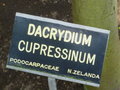 vignette Dacrydium cupressinum
