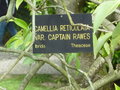 vignette Camelia reticulata var Captain Rawes