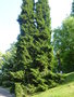 vignette Picea orientalis