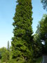 vignette Picea orientalis