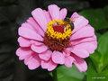vignette Abeille domestique , Apis mellifera,  butinant  une fleur de Zinia