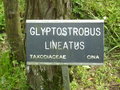 vignette Glyptostrobus lineatus
