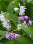 vignette Bletilla striata - Orchide jacinthe