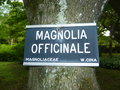 vignette Magnolia officinale