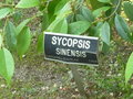 vignette Sycopsis sinensis