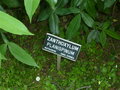 vignette Zanthophyllum planispinum