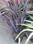 vignette Phormium 'Taya'