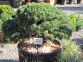 vignette Pinus en bonsai