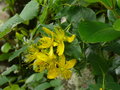 vignette Hypericum grandifolium, La Gomera