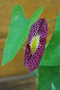 vignette Aristolochia odoratissima / Aristolochiacées / Amérique du sud
