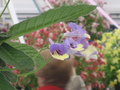 vignette Streptocarpus 'Harlequin Blue' - Chelsea 2010 Plant of the Year