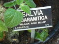 vignette Salvia guarantica 'Black and Blue'