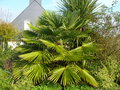 vignette Trachycarpus f. Nainital, mon jardin
