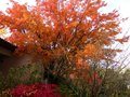 vignette Acers palmatum en feu escalier nord du jardin au 10 11 12