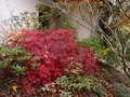 vignette Acer Palmatum dissectum Garnett et Rhododendrons au 09 11 12