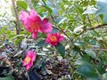 vignette Camellia Hiemalis Kanjiro au 07 11 12