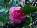 vignette Camellia Hiemalis Chansonnette gros plan au 08 11 12