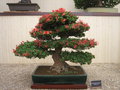vignette Bonsa - Rhododendron indicum