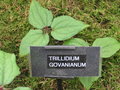 vignette Trillidium govanianum