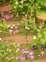 vignette Orchide - Pleione Tongariro - formosana // Cypripedium flavum - parviflorum - ventricosum - reginae - reginae album