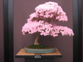 vignette Bonsai Satsuki azalea : Rhododendron lateritum kakuoh
