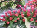 vignette Etlingera elatior / Alpinia ssp. Kiwi Pink