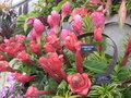 vignette Etlingera elatior / Alpinia ssp. Kiwi Pink / Pleomele 'Song of India'