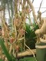 vignette Orchide - Paphiopedilum rothschildianum