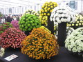 vignette Chrysanthemum - Chrysanthmes
