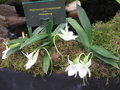 vignette Orchide - Angraecum compactum