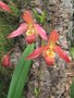 vignette Orchide - Phragmipedium ?...