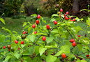 vignette C. chacoense 'Most prolific'