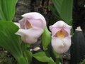 vignette Orchide - Anguloa uniflora