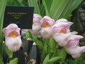 vignette Orchide - Anguloa uniflora
