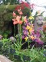 vignette Orchide - Disa Kewbett / Disa Unifoam / Disa Kewensis