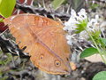 vignette Papillon (Doleschallia bisaltide ssp. denisi)