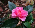 vignette ' Sowa-no-sakae ' camellia hiemalis