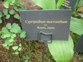 vignette Orchide - Cypripedium macranthum