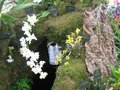 vignette Orchide - Odontoglossum Royal Occasion / Dendrobium lindleyi