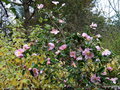 vignette ' Plantation pink ' camellia sasanqua