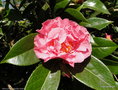 vignette Camlia ' Mona Jury ' camellia hybride