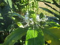 vignette Hedychium thyrsiforme